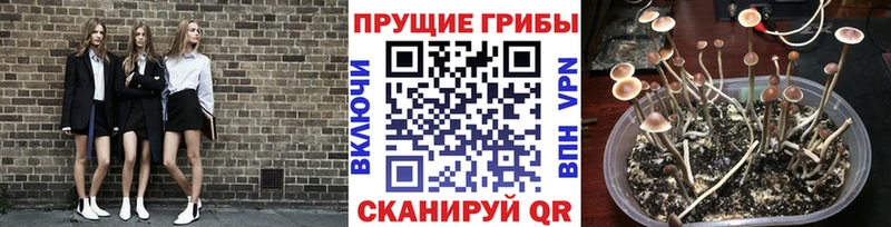 Галлюциногенные грибы GOLDEN TEACHER  Туран 